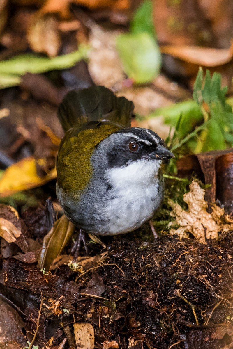 Gray-browed Brushfinch - ML119954451