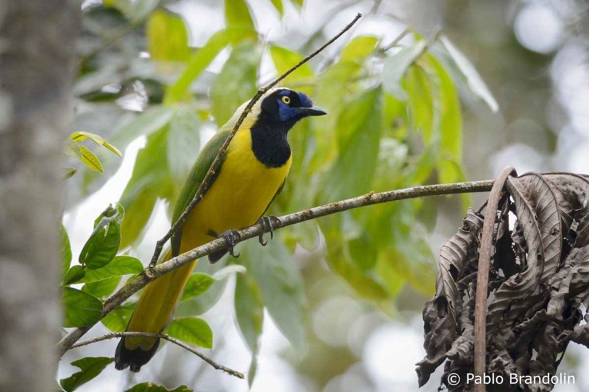 Green Jay - ML119954471