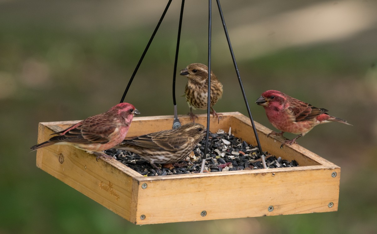 Purple Finch - ML119954491