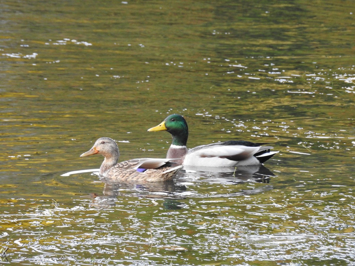 Mallard - ML119955781