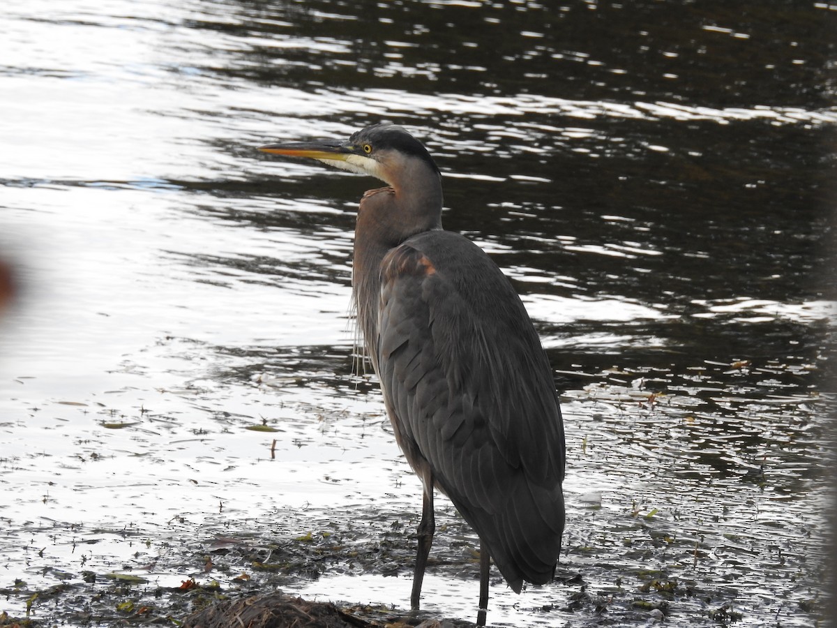 Great Blue Heron - ML119955871