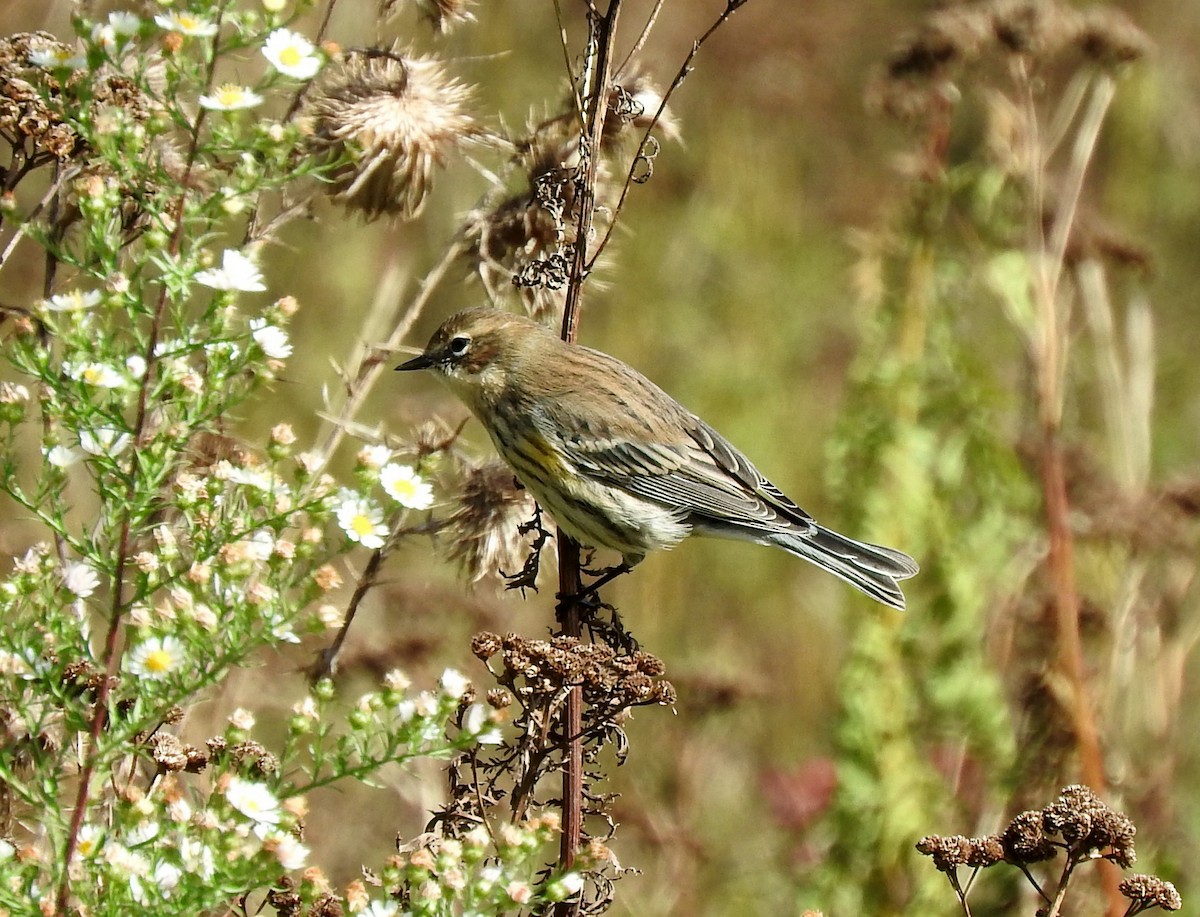 Yellow-rumped Warbler - ML119955931