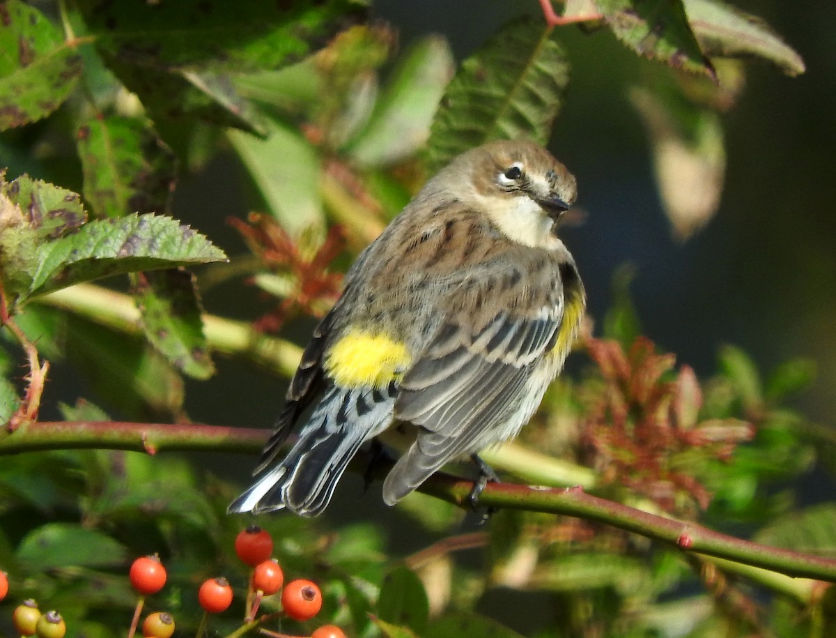 Yellow-rumped Warbler - ML119955991