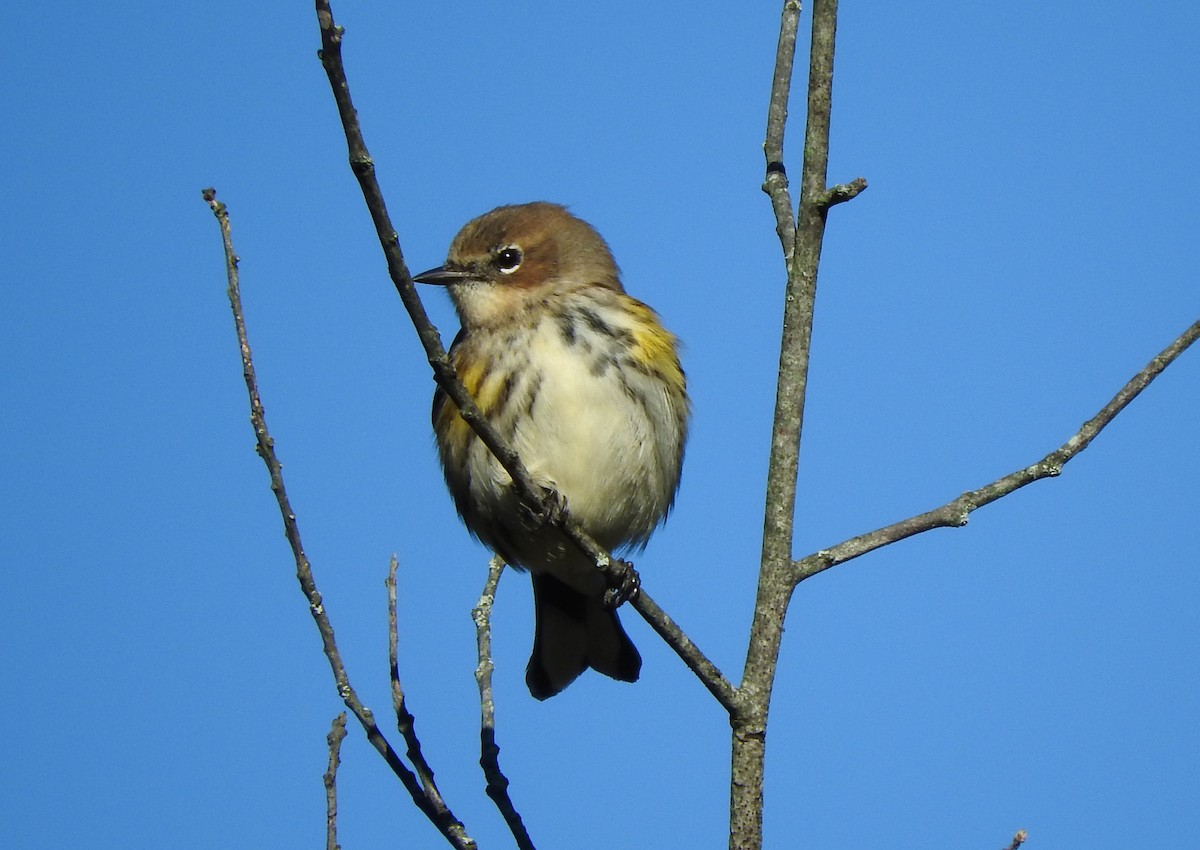 Yellow-rumped Warbler - ML119956061