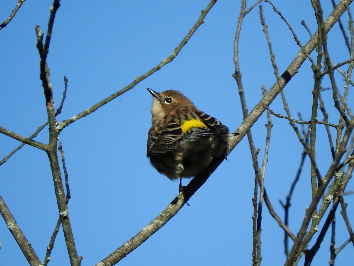 Yellow-rumped Warbler - ML119956111