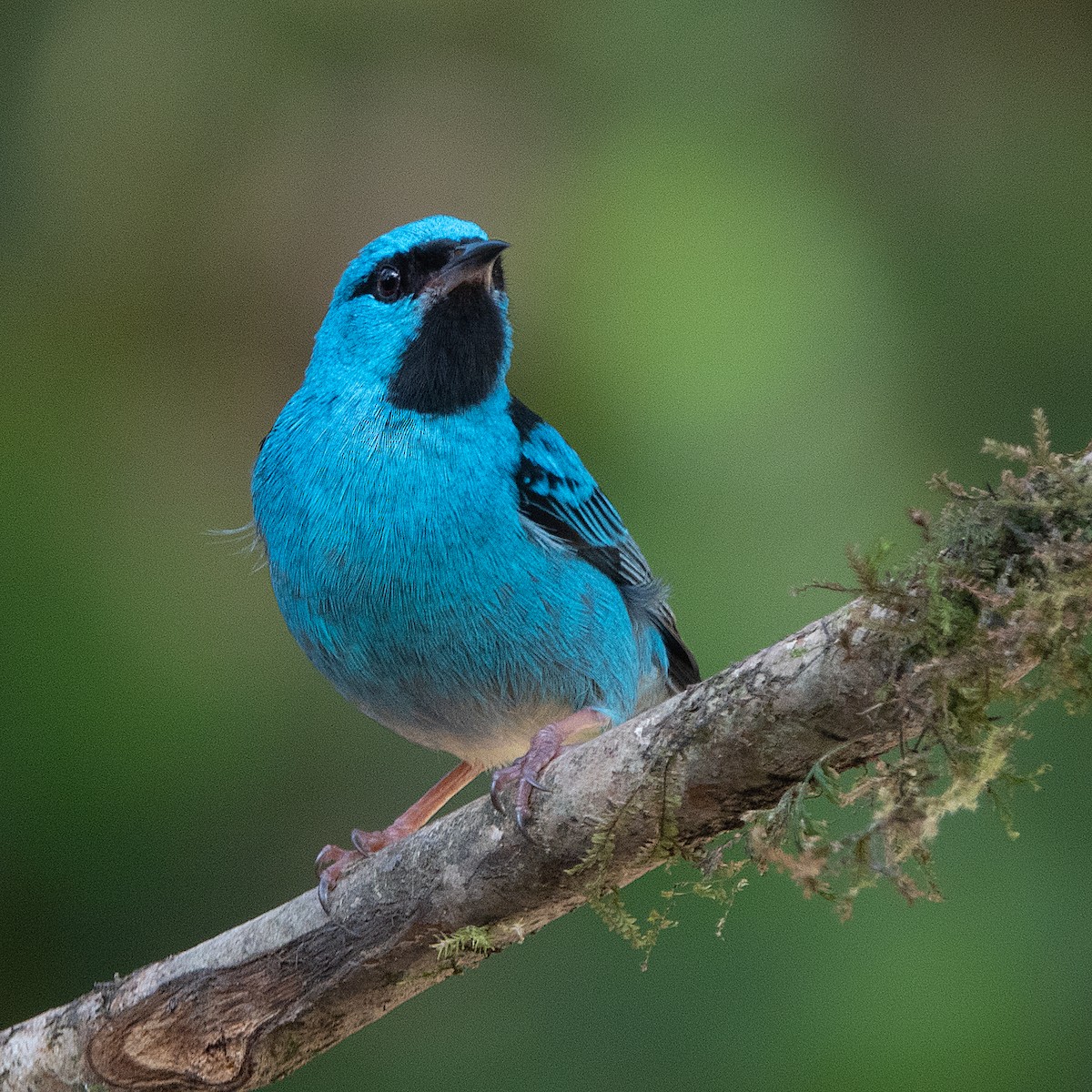 Blue Dacnis - ML119957051