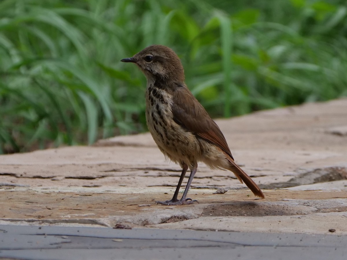 Spotted Morning-Thrush - ML119957161