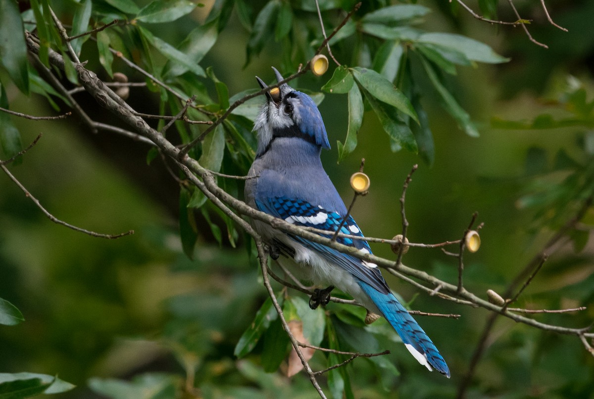 Blue Jay - ML119958351