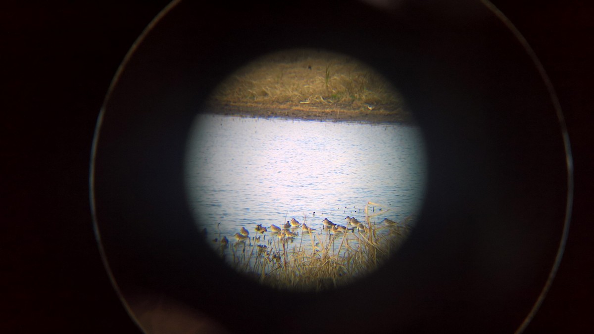 Dunlin - ML119958961