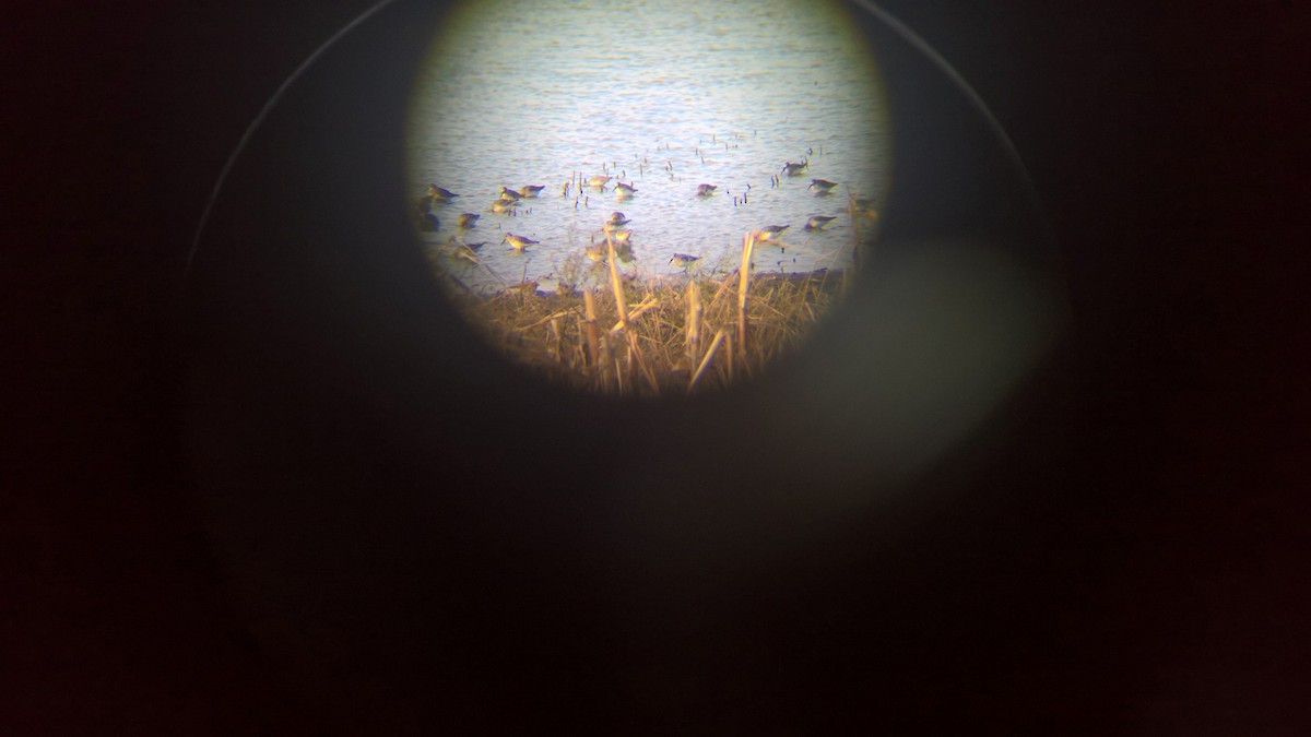 Dunlin - ML119958971