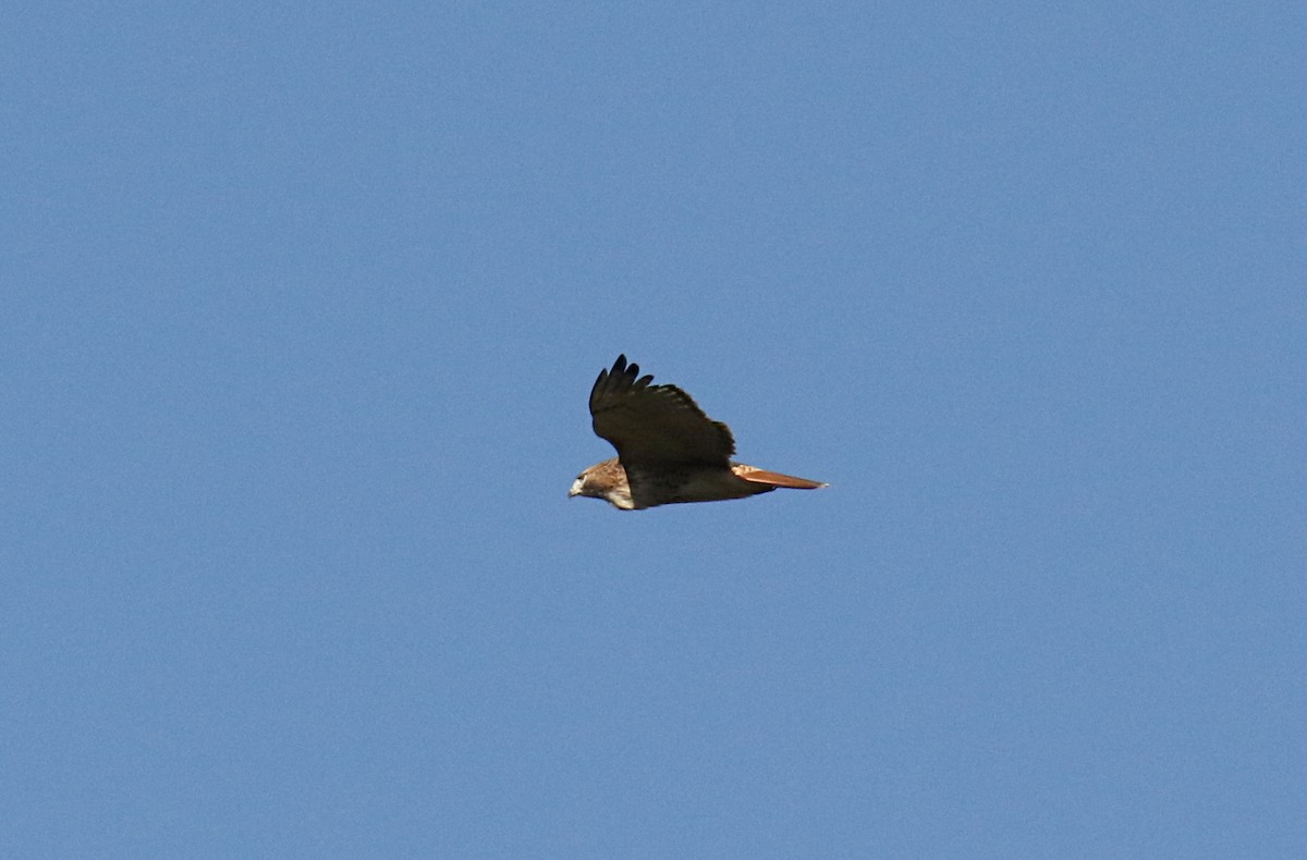 Red-tailed Hawk - ML119960281
