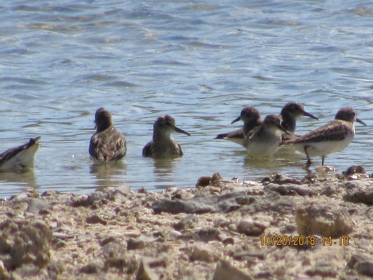 Western Sandpiper - ML119961021