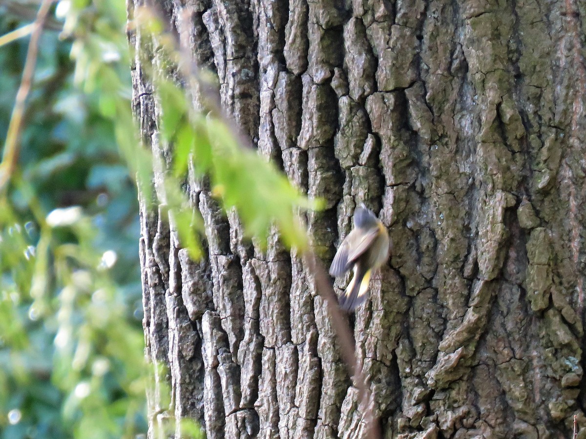 American Redstart - ML119962141