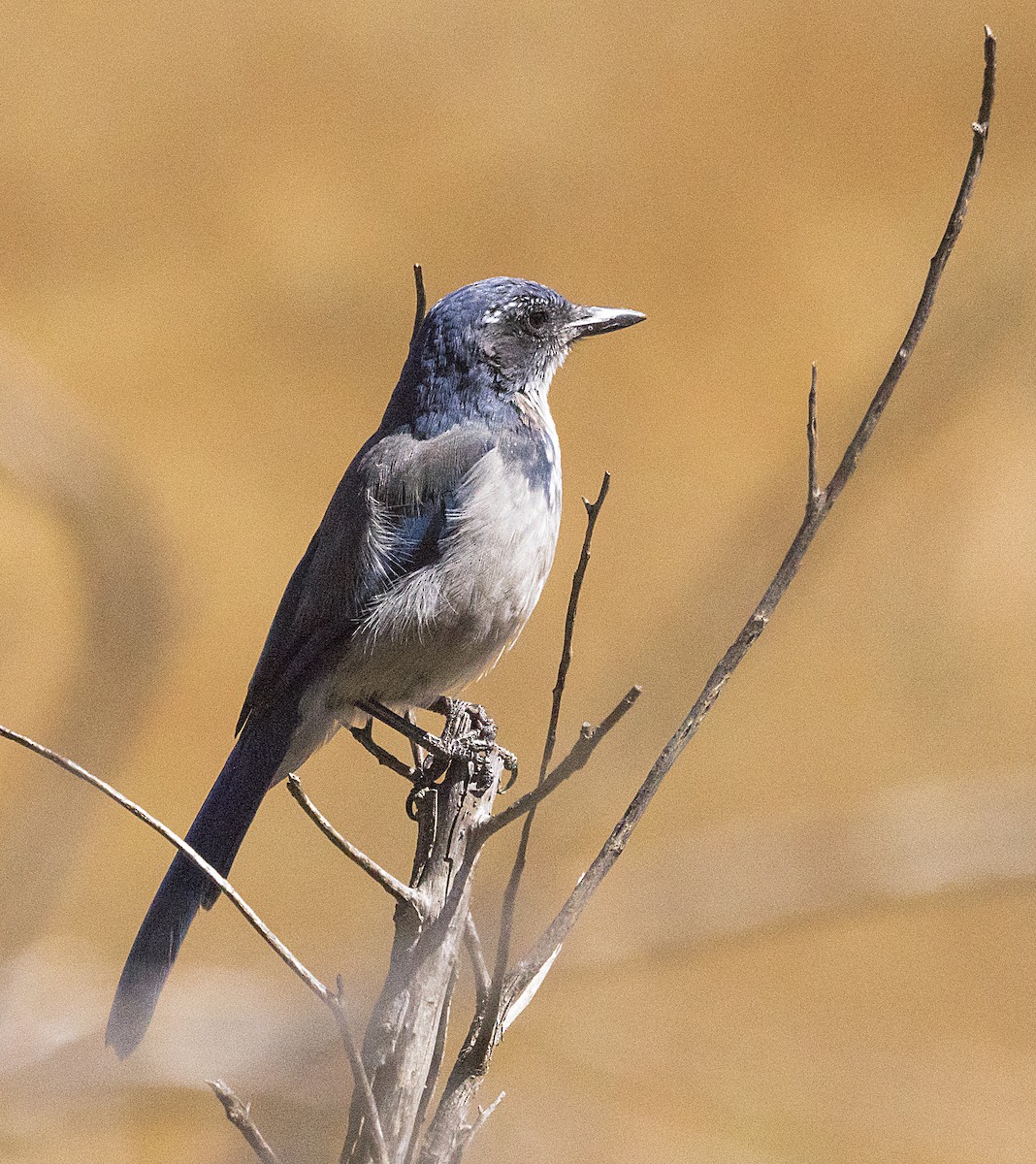 California Scrub-Jay - Terry Hurst