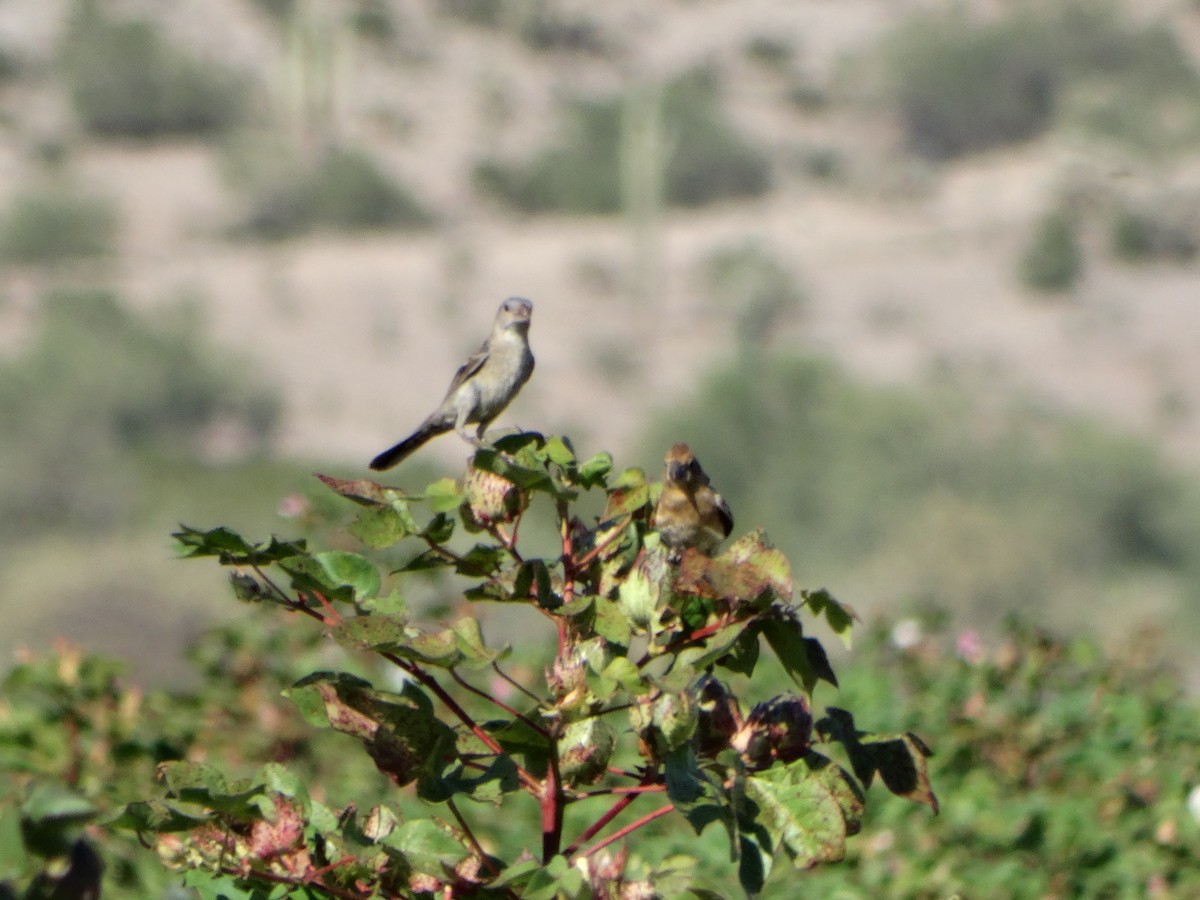 Blue Grosbeak - ML119963091