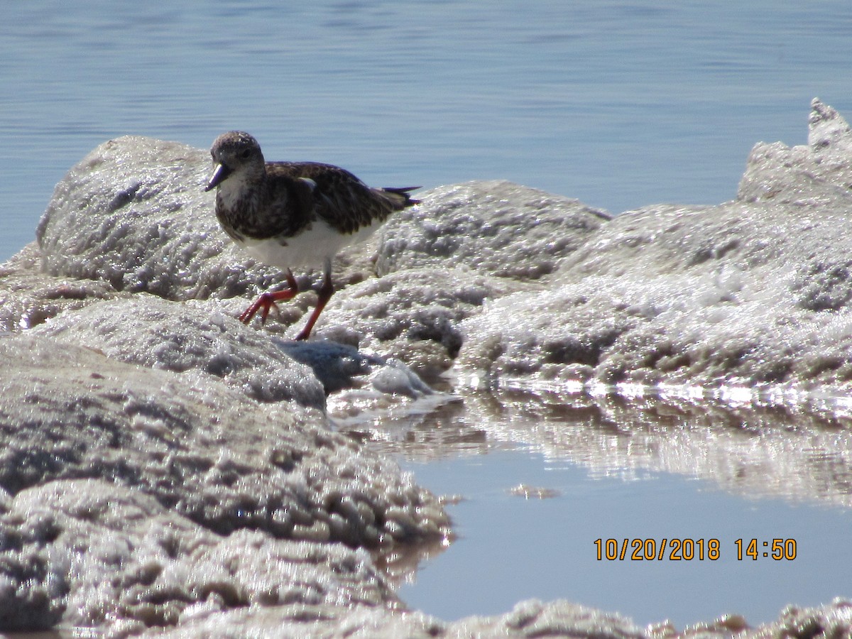 Ruddy Turnstone - ML119964001