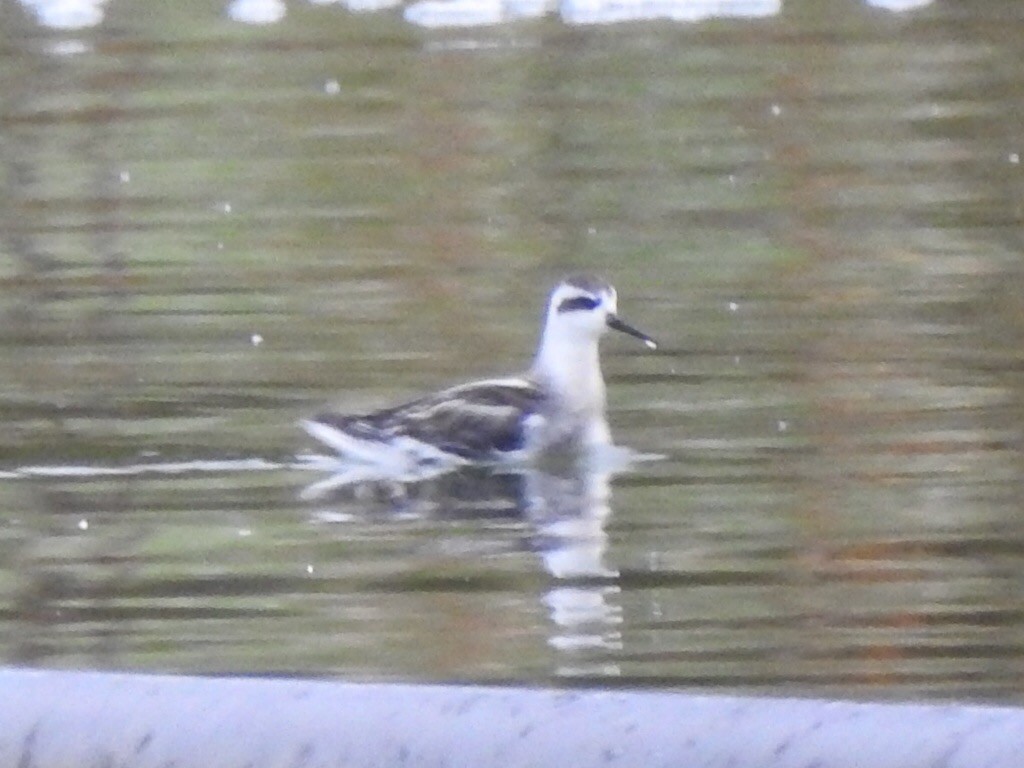 Red-necked Phalarope - Matt Parsons