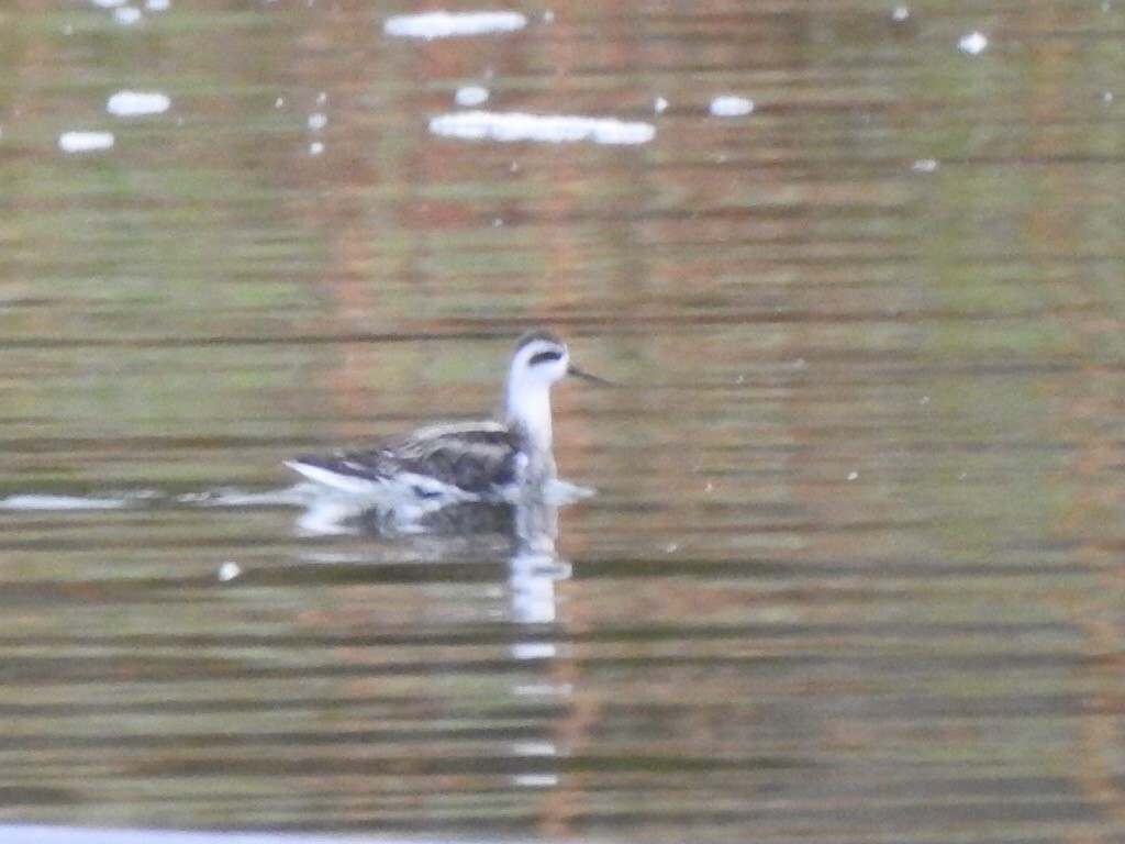 Red-necked Phalarope - Matt Parsons