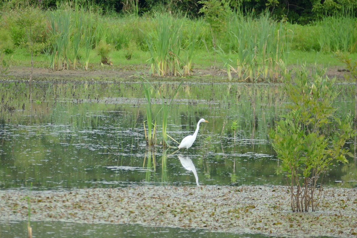 Great Egret - ML119966601