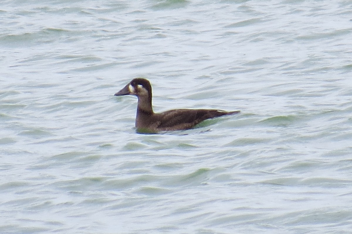 Surf Scoter - ML119967271