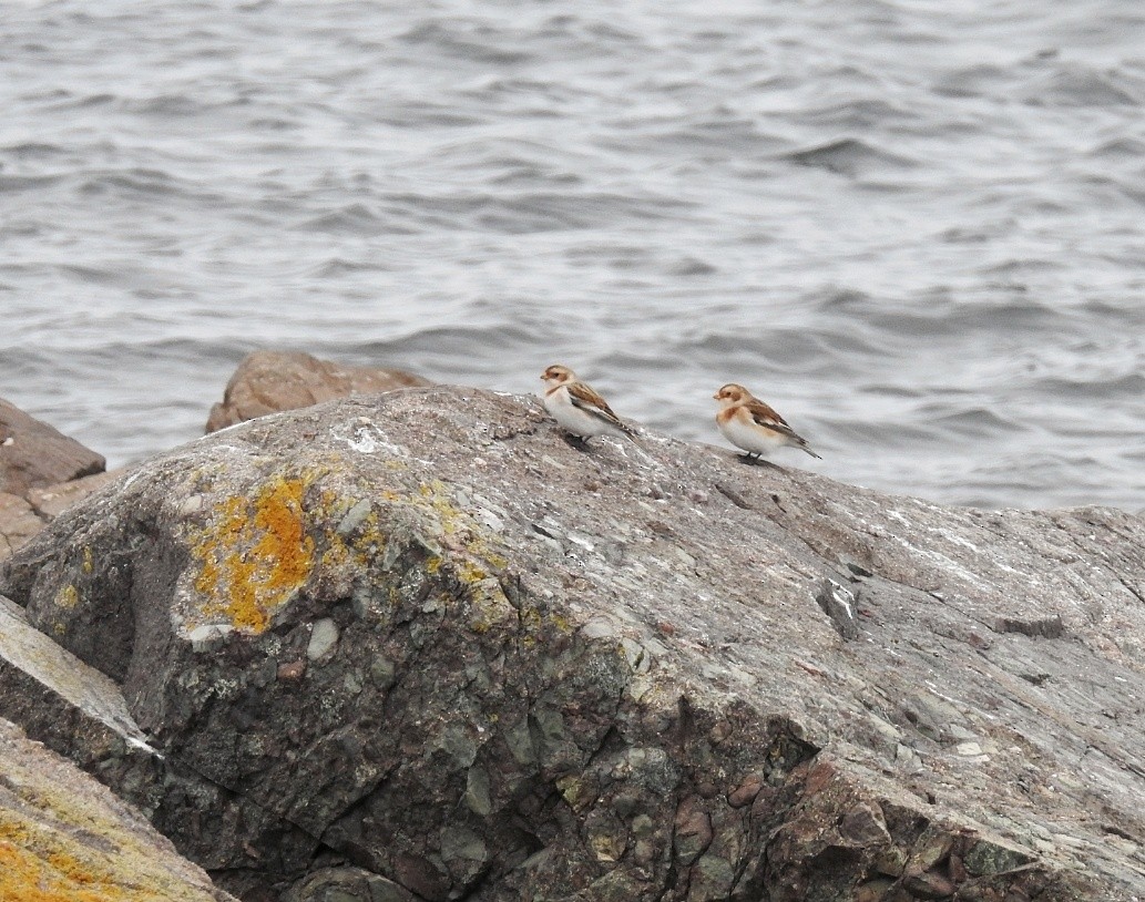 Snow Bunting - Denise Albert