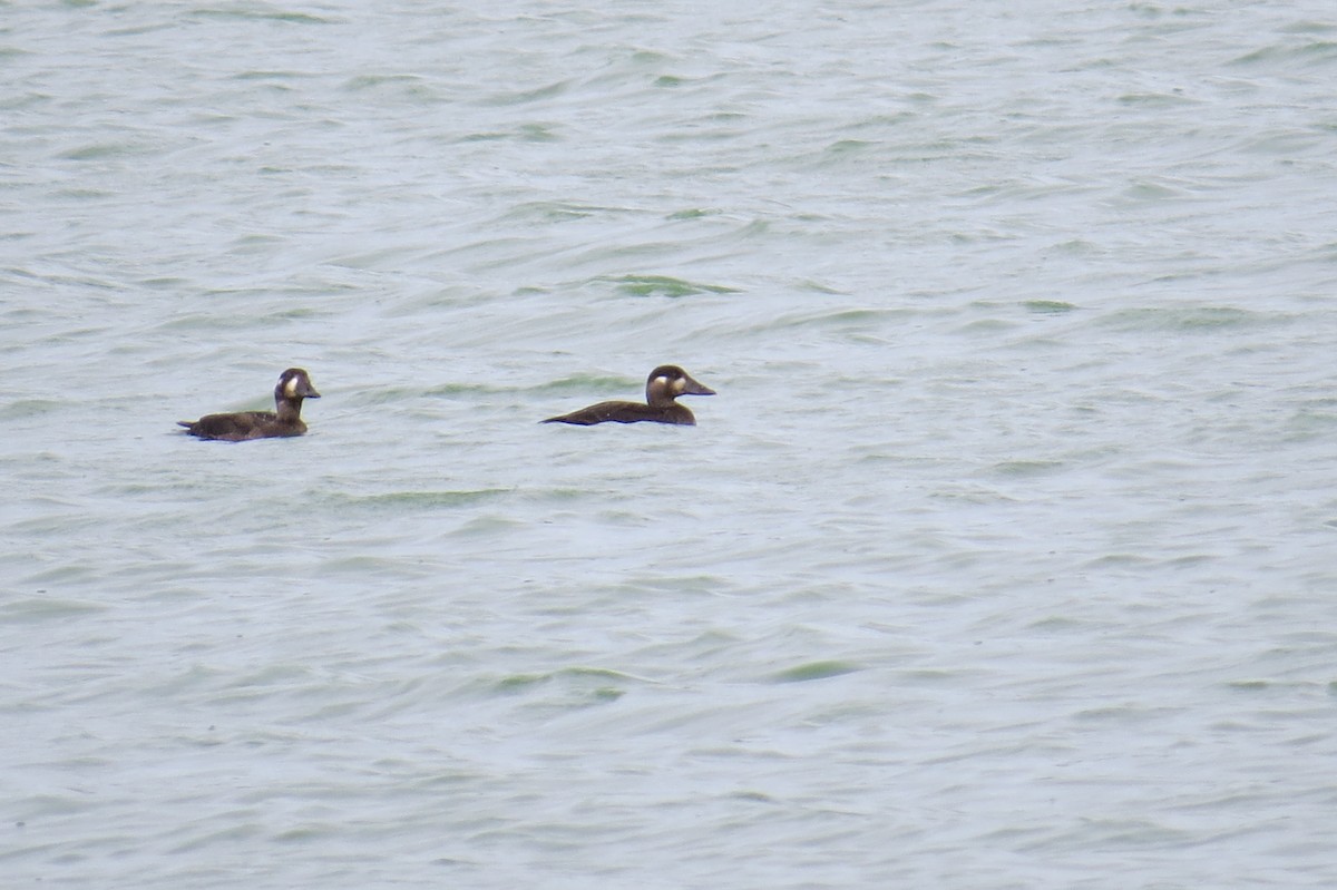 Surf Scoter - ML119967431