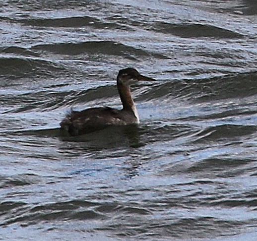 Red-necked Grebe - ML119967541