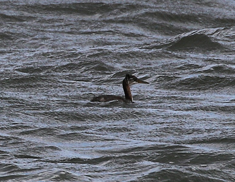 Red-necked Grebe - ML119967561