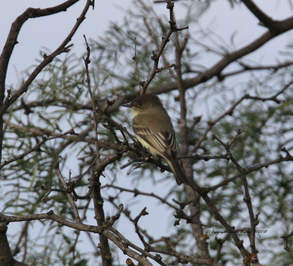 Eastern Phoebe - ML119967641