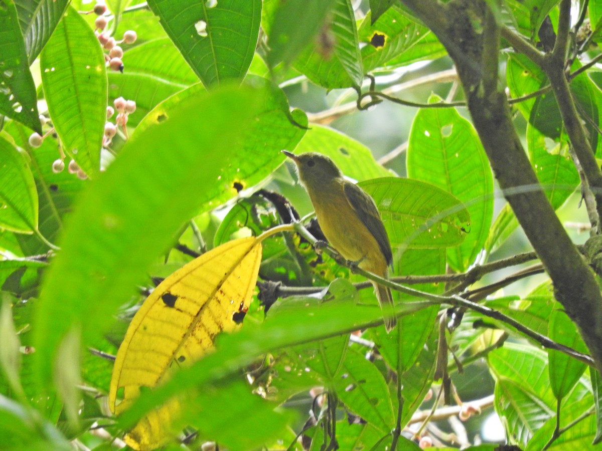 Ochre-bellied Flycatcher - ML119968671