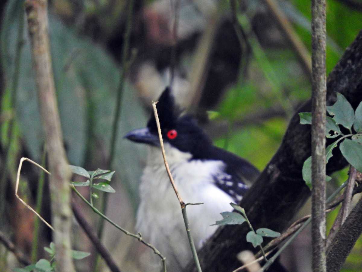 Great Antshrike - ML119969341