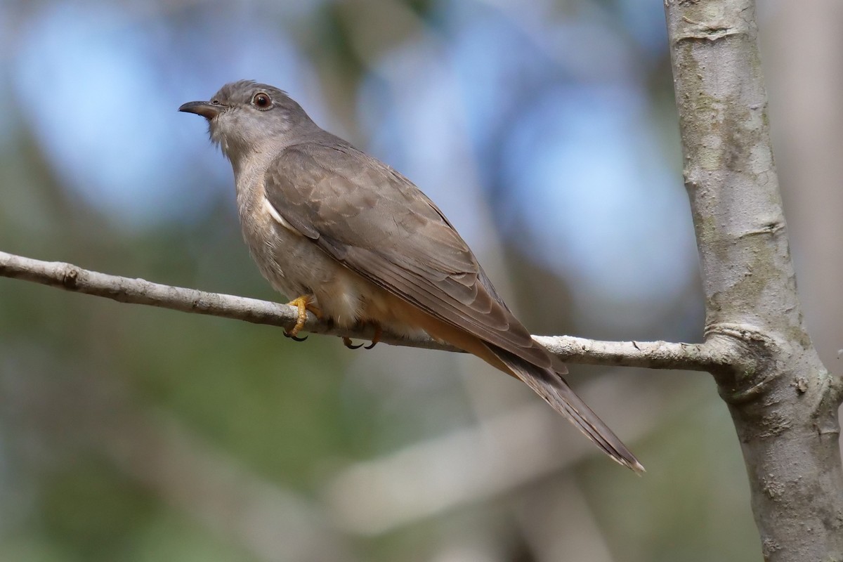 Sahul Brush Cuckoo - Frank Coman