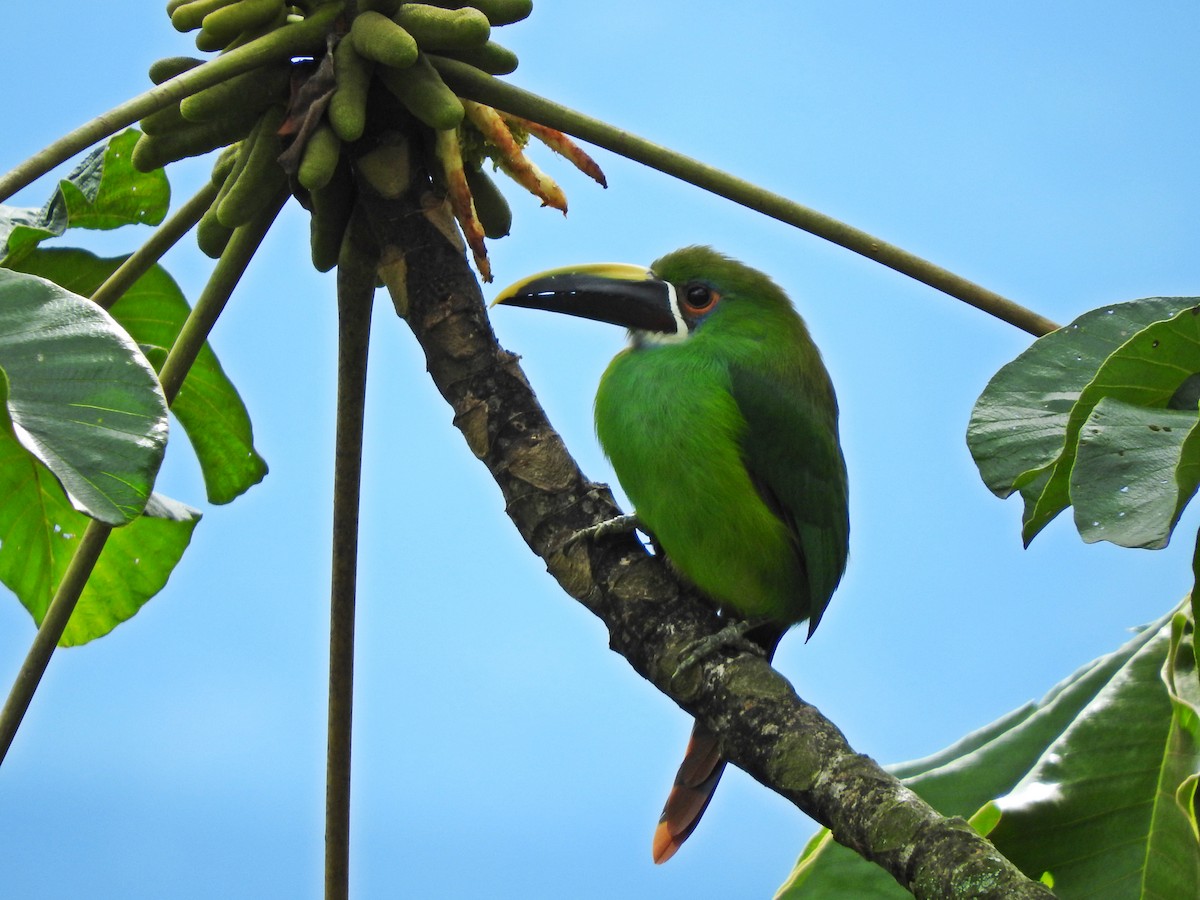 Toucanet à gorge blanche - ML119969731