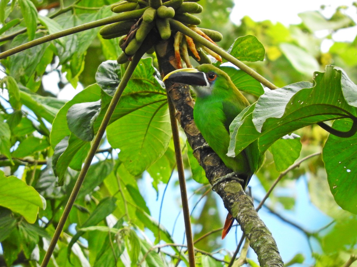 Toucanet à gorge blanche - ML119969901