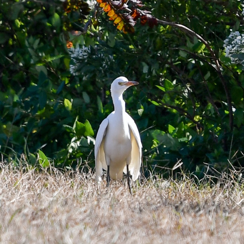 Чапля єгипетська (підвид ibis) - ML119971111