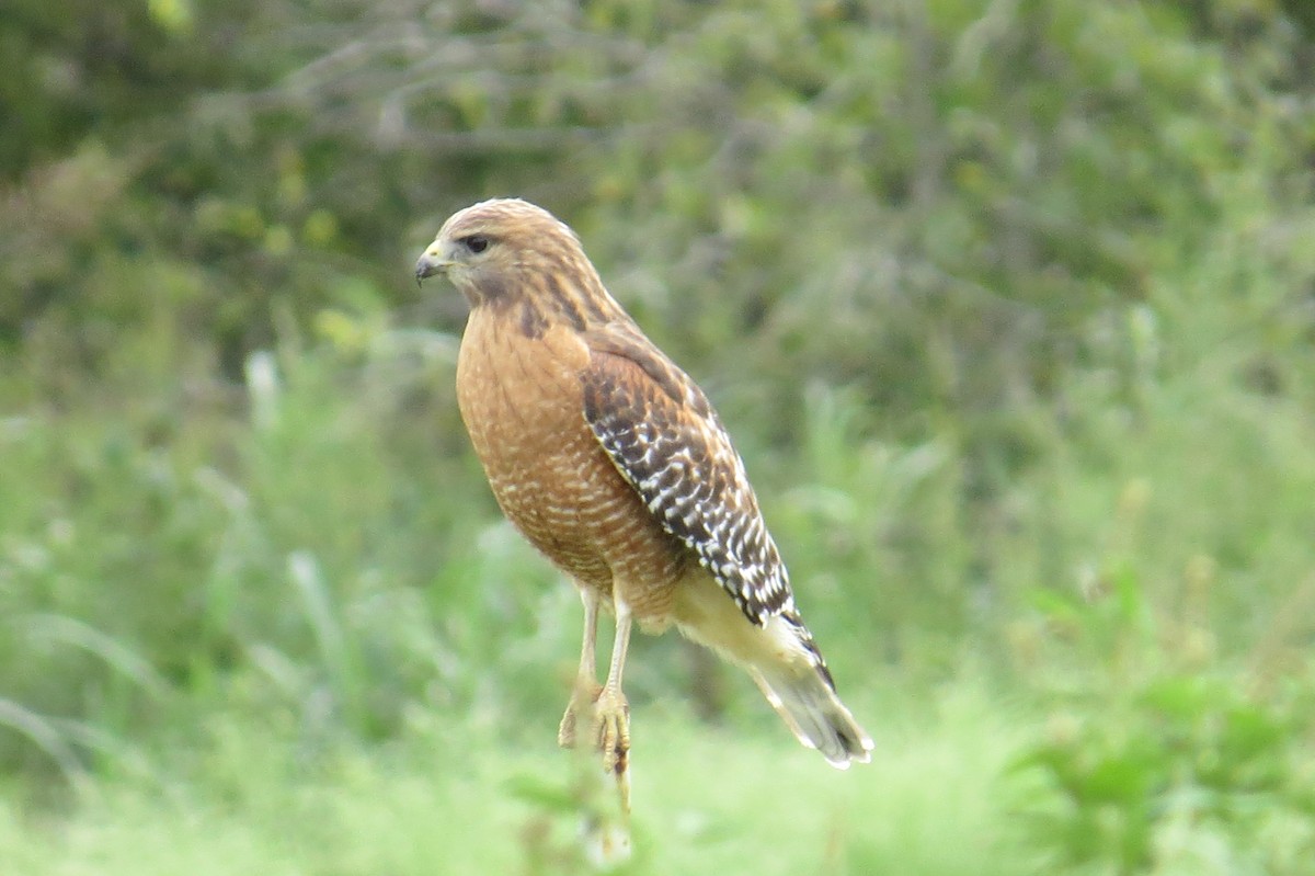 Red-shouldered Hawk - ML119972111