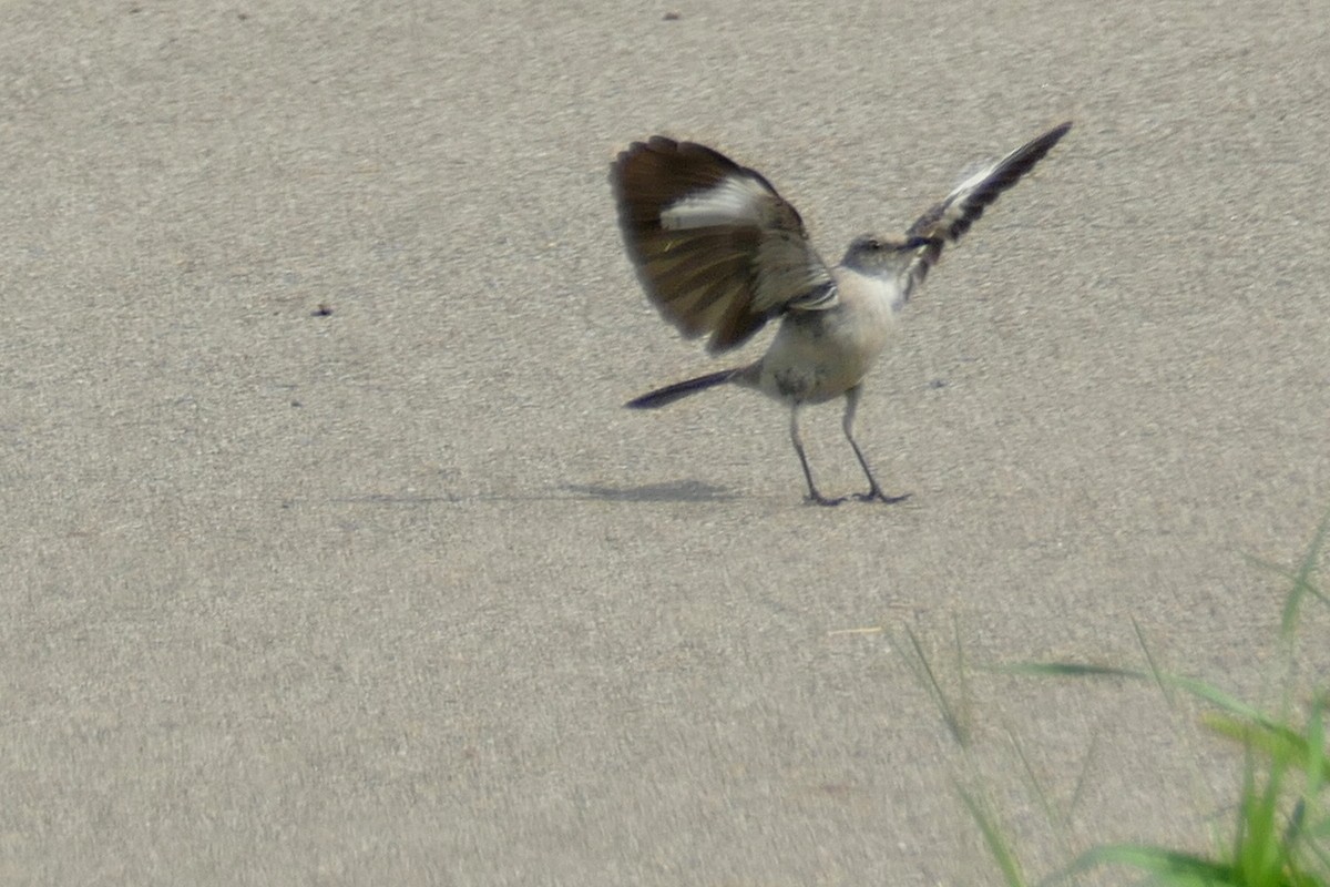 Northern Mockingbird - ML119972171