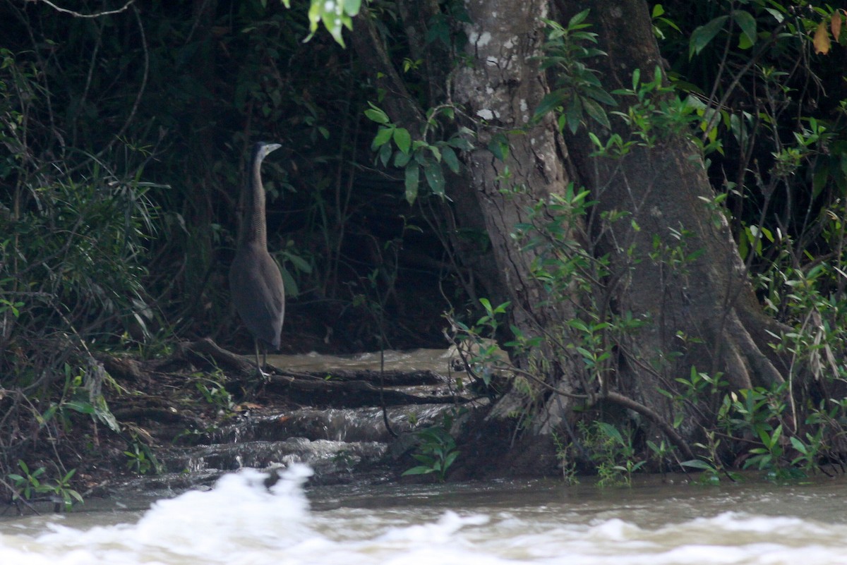 Bare-throated Tiger-Heron - ML119972241