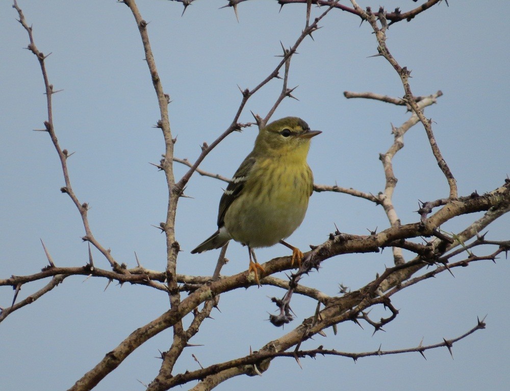 Blackpoll Warbler - ML119972351