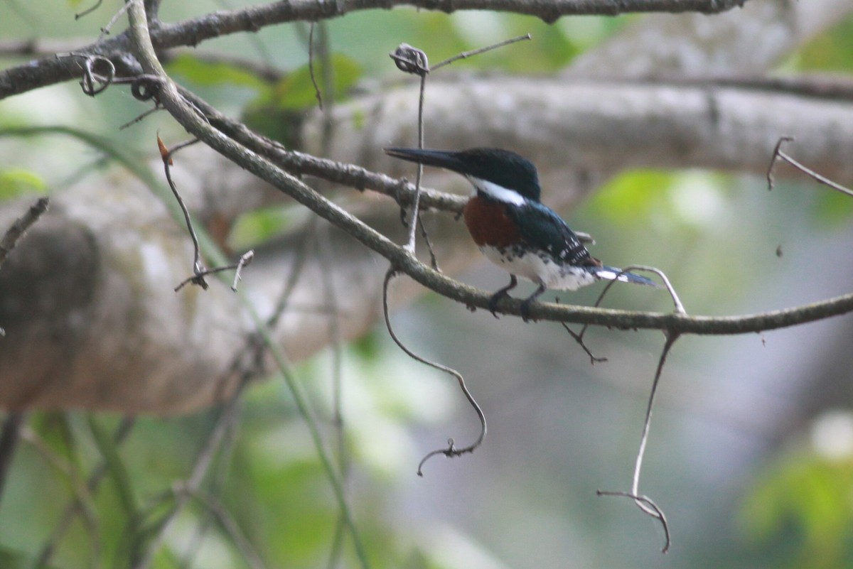 Green Kingfisher - ML119972391