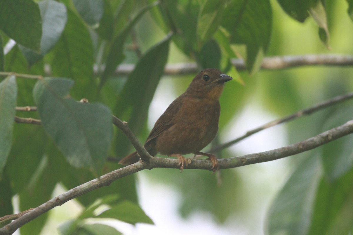 Red-throated Ant-Tanager - ML119972921