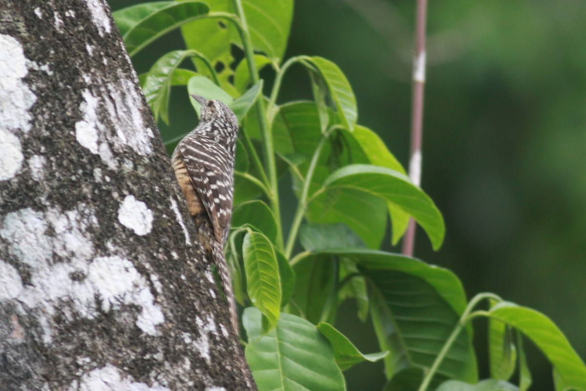 Band-backed Wren - ML119973341