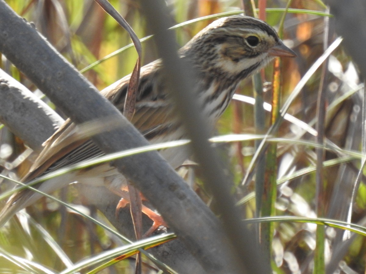 Savannah Sparrow - ML119977011