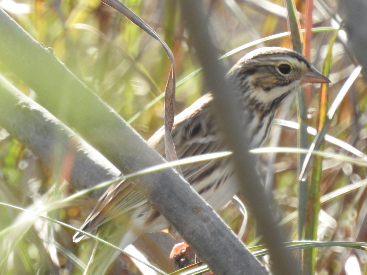 Savannah Sparrow - ML119977371