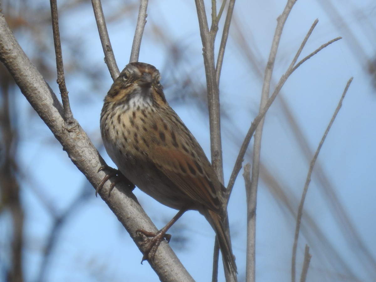 Lincoln's Sparrow - ML119977851