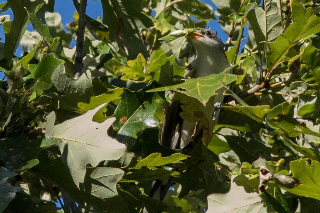 eBird Checklist 21 Oct 2018 WC Johnson ParkPeterson Lake Nature