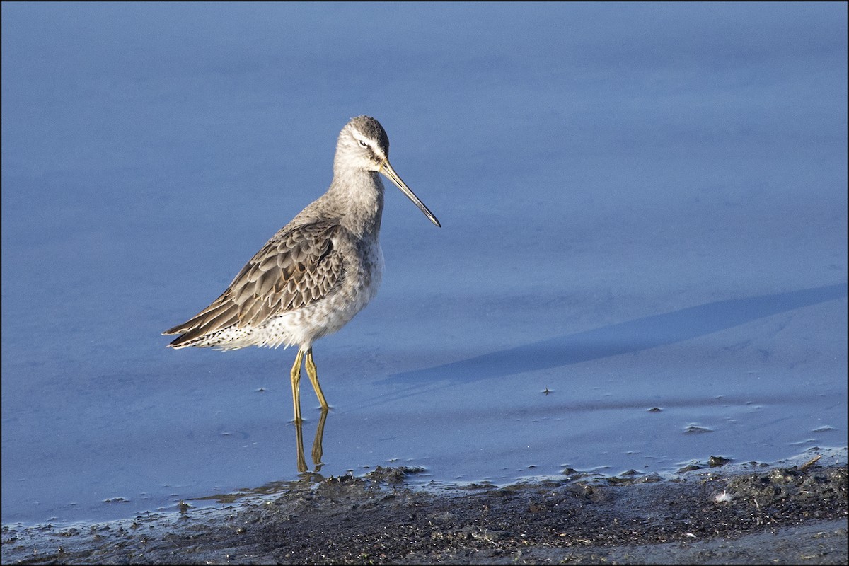 Long-billed Dowitcher - ML119982201