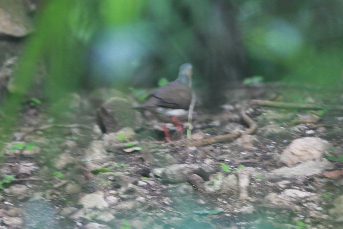 Gray-chested Dove - ML119983091