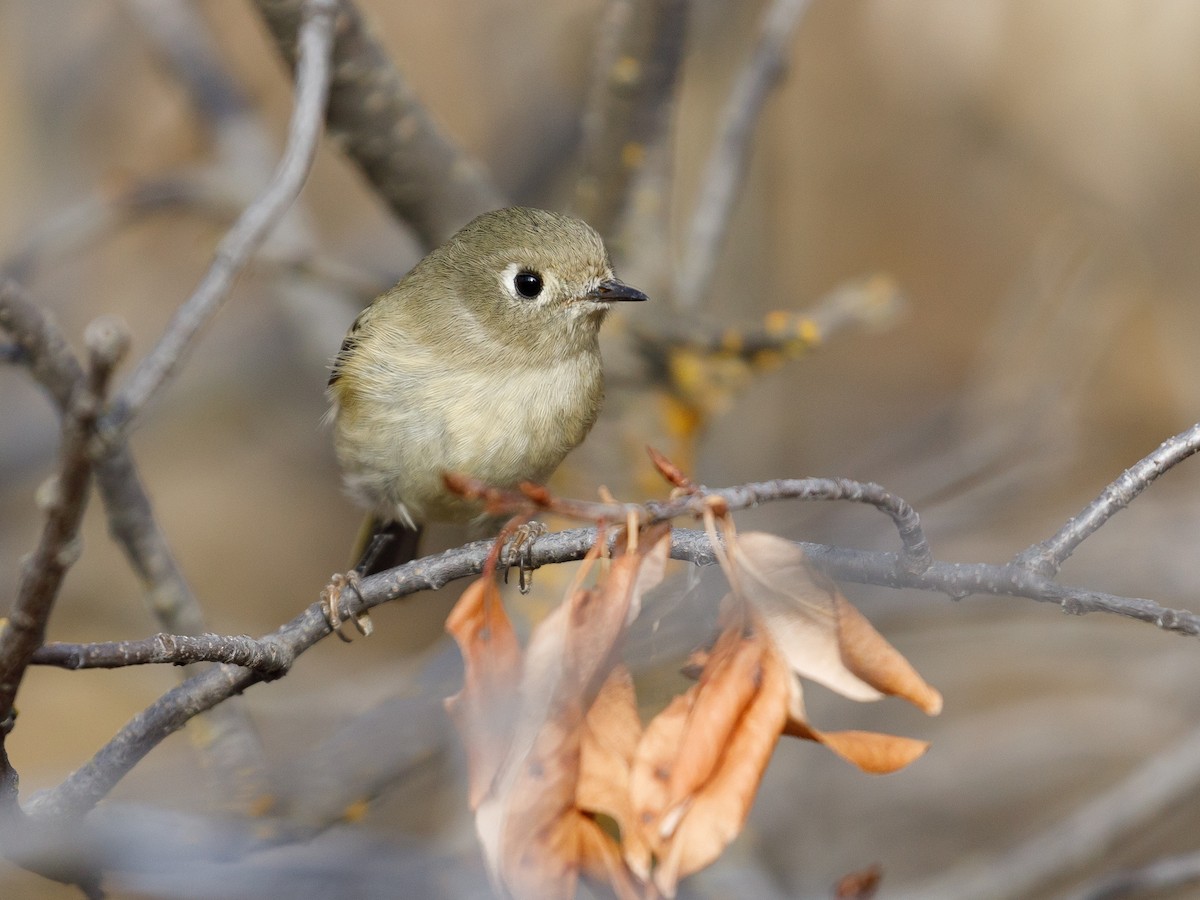 Ruby-crowned Kinglet - ML119983111