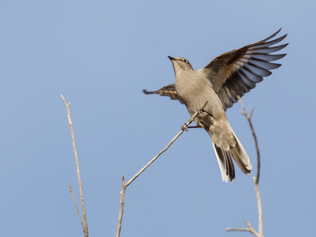 Townsend's Solitaire - ML119983231